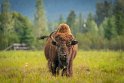 159 Canada, Golden, Rocky Mountain Buffalo Ranch